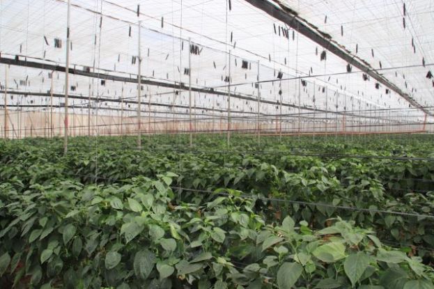 El Gobierno canario convoca ayudas valoradas en 3,4 millones para la suscripci&oacute;n de seguros agrarios combinados