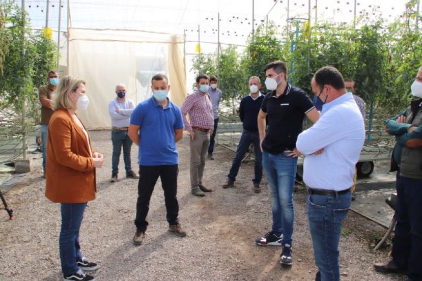 Vanoostende visit&oacute; varias fincas de tomate en La Aldea afectadas por el hongo mildiu