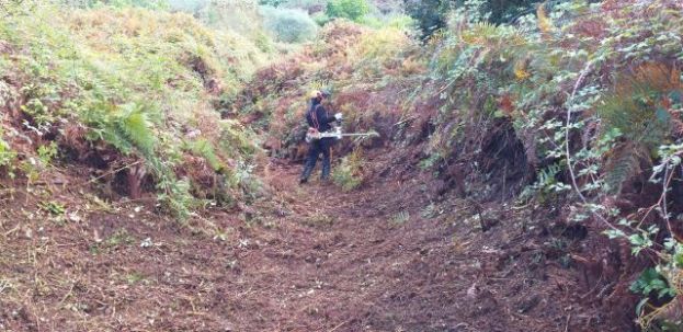 El Cabildo plantar&aacute; 8.000 &aacute;rboles en las ocho mayores fincas insulares de las median&iacute;as del norte de Gran Canaria