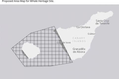 Preocupaci&oacute;n por la protecci&oacute;n de los cet&aacute;ceos en el suroeste de Tenerife