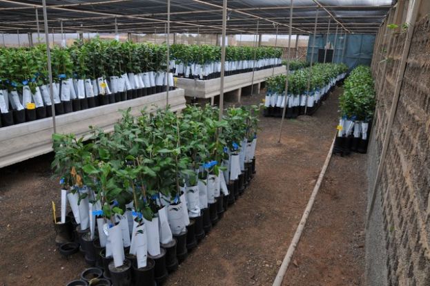 El Cabildo empieza a repartir los frutales solicitados