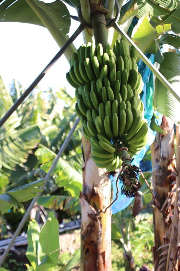 El Gobierno de Canarias abona 74,8 millones de euros a los productores de pl&aacute;tano con IGP y tomate de exportaci&oacute;n