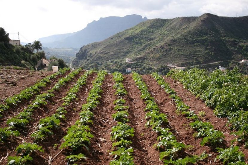 El Cabildo destina 50.000 euros para peque&ntilde;a maquinaria de los agricultores