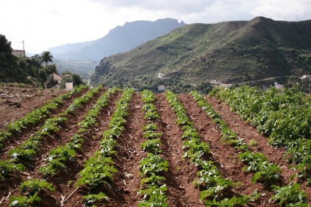 El Cabildo destina 50.000 euros para peque&ntilde;a maquinaria de los agricultores