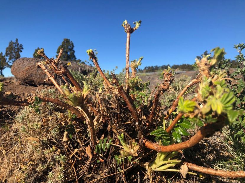 Centinela &ndash; Ecologistas en Acci&oacute;n: La Palma, mejor sin arru&iacute;s
