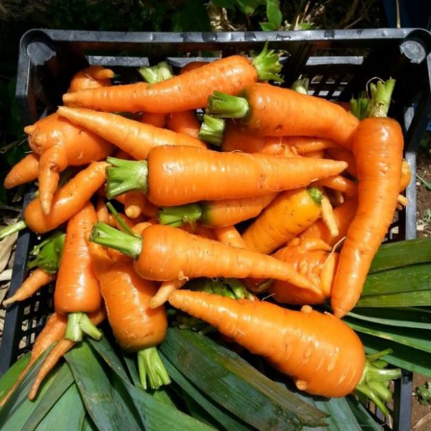 El Gobierno de Canarias destina 17,6 millones de euros a 2.590 productores para comercializaci&oacute;n local