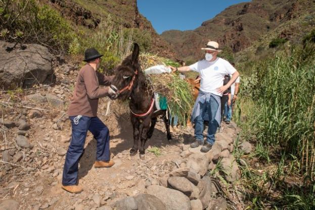El Camino de las Bestias llegar&aacute; hasta la desembocadura del Barranco de Guayadeque