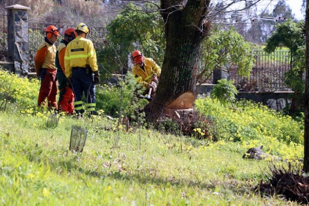Valleseco: Talan algunos casta&ntilde;eros secos y enfermos en La Laguna