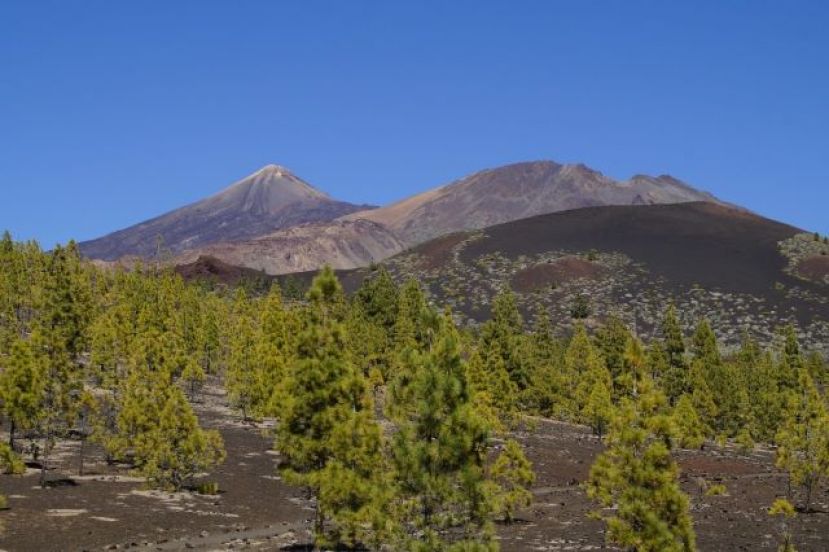 Transici&oacute;n Ecol&oacute;gica estudiar&aacute; la salud de las repoblaciones de pinar canario en el Archipi&eacute;lago