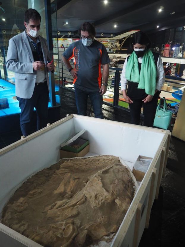Patrimonio Cultural cede al Museo de las Ciencias de Las Palmas de Gran Canaria un f&oacute;sil de Mosasaurus