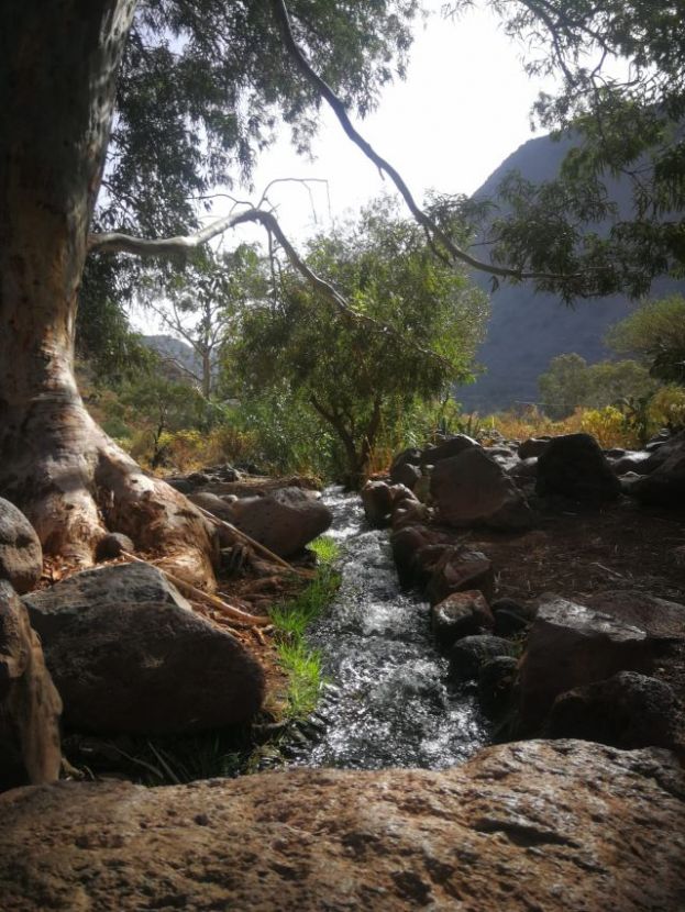 El Cabildo recupera cuatro kil&oacute;metros empedrados del Camino de las Bestias del Barranco de Guayadeque
