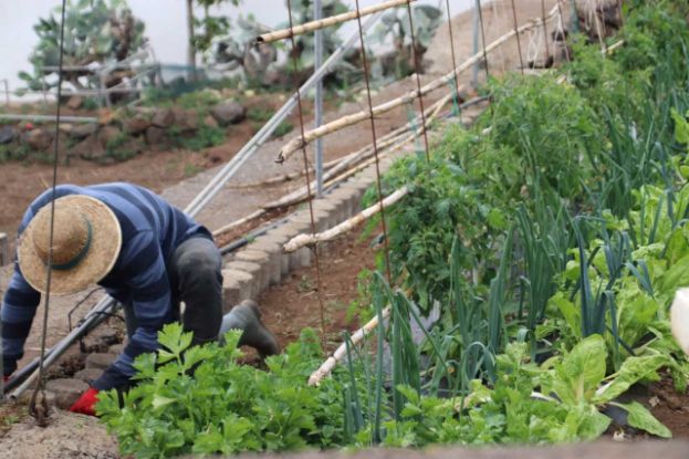 642 productores consiguen ayudas para la modernizaci&oacute;n en explotaciones agr&iacute;colas