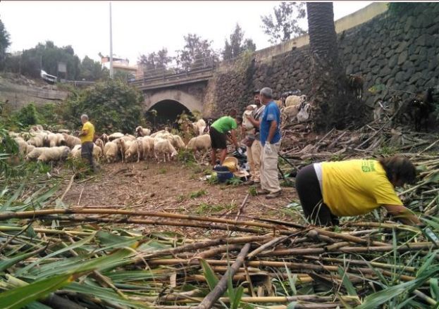 Participativa Acci&oacute;n de Ecovoluntariado en el Barranco de Cardones (Arucas)