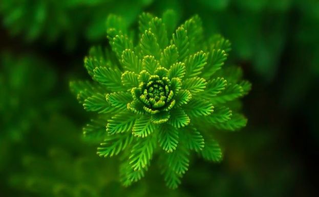 Sistemas de protecci&oacute;n innovadores para velar por la biodiversidad canaria