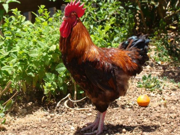 El ICIA eval&uacute;a la calidad de la carne de la gallina canaria para potenciar su presencia en el mercado local
