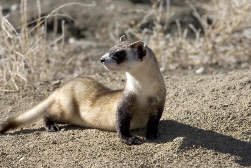 El Gobierno apela a los cazadores para evitar el abandono de hurones
