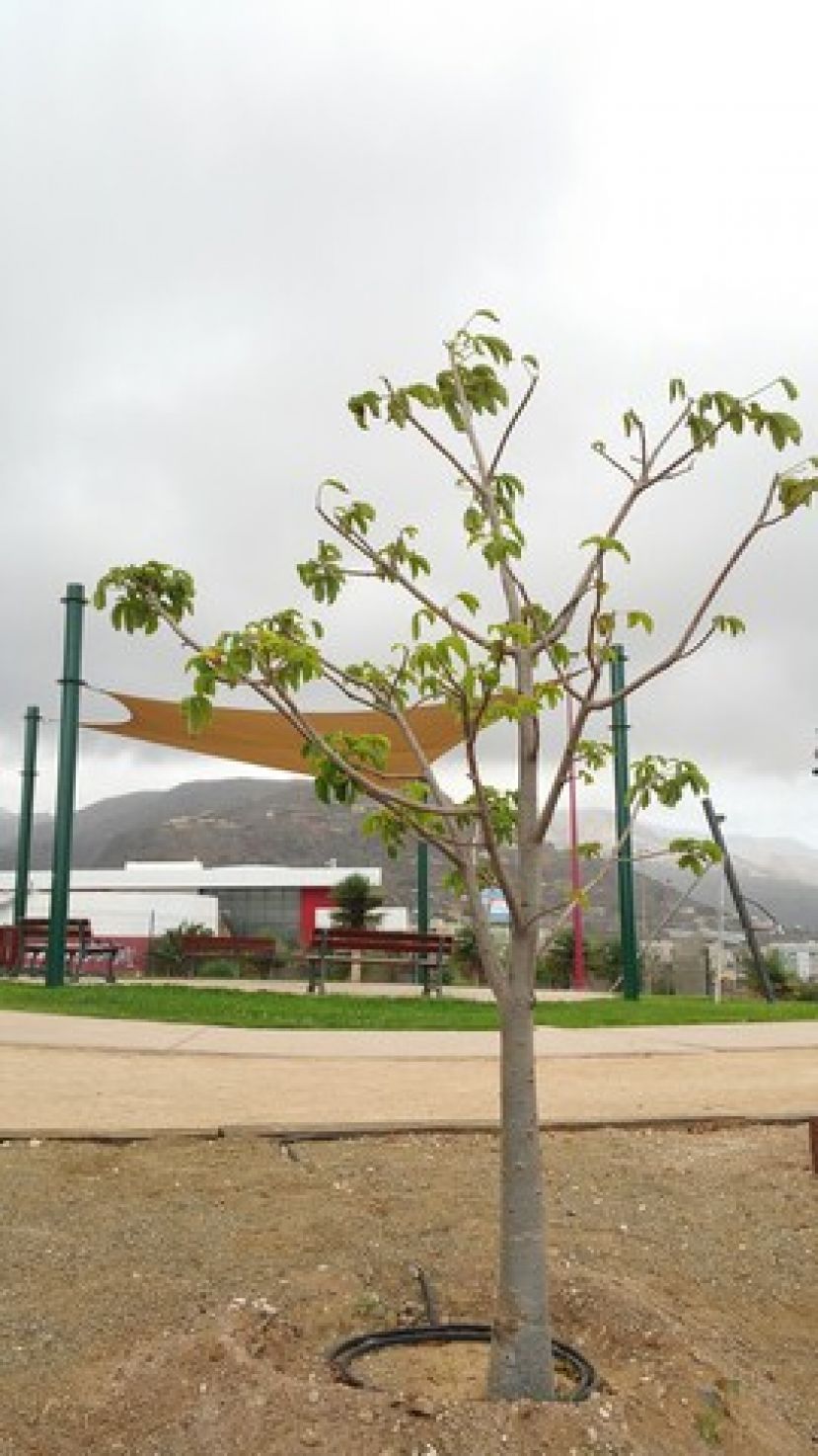 Gu&iacute;a: El Parque Urbano del Bardo cuenta con tres nuevos &aacute;rboles