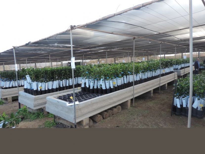 15.000 &aacute;rboles frutales a los agricultores de Gran Canaria