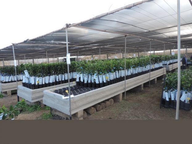15.000 &aacute;rboles frutales a los agricultores de Gran Canaria
