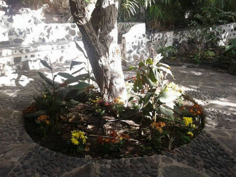 Agaete: Los ni&ntilde;os y j&oacute;venes decoran El Huerto de las Flores