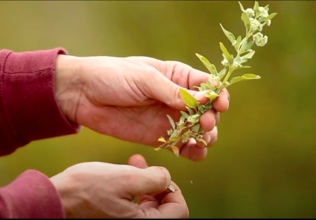Los usos de las plantas silvestres en Gran Canaria desde los abor&iacute;genes a la actualidad protagonizan el acto por el D&iacute;a Internacional de los Sitios