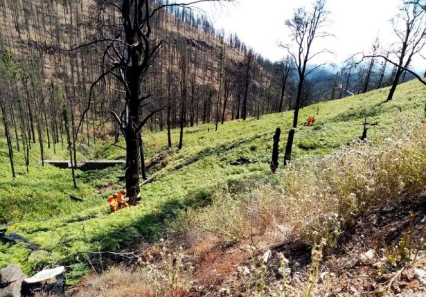 Finalizan los trabajos de restauraci&oacute;n en la zona afectada por el incendio de GC