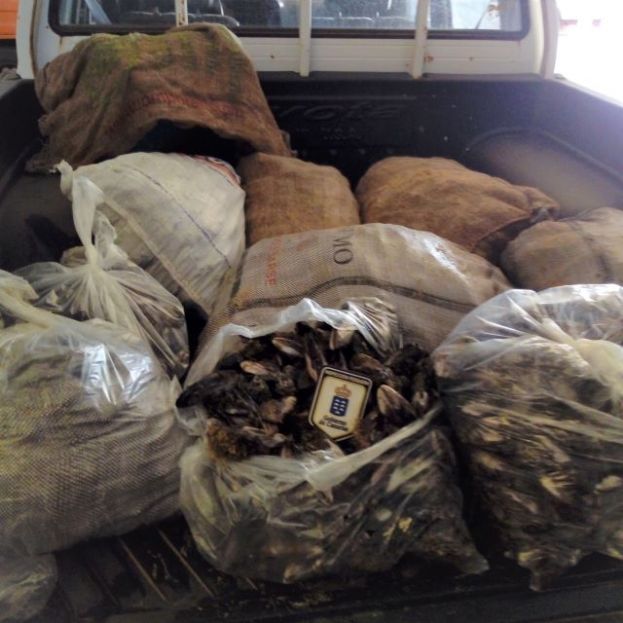 Inspecci&oacute;n Pesquera se incauta de m&aacute;s de 480 kilos de marisco y pescado ilegal durante la Semana Santa