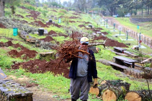 Valleseco: Repoblaci&oacute;n de Casta&ntilde;os en La Laguna