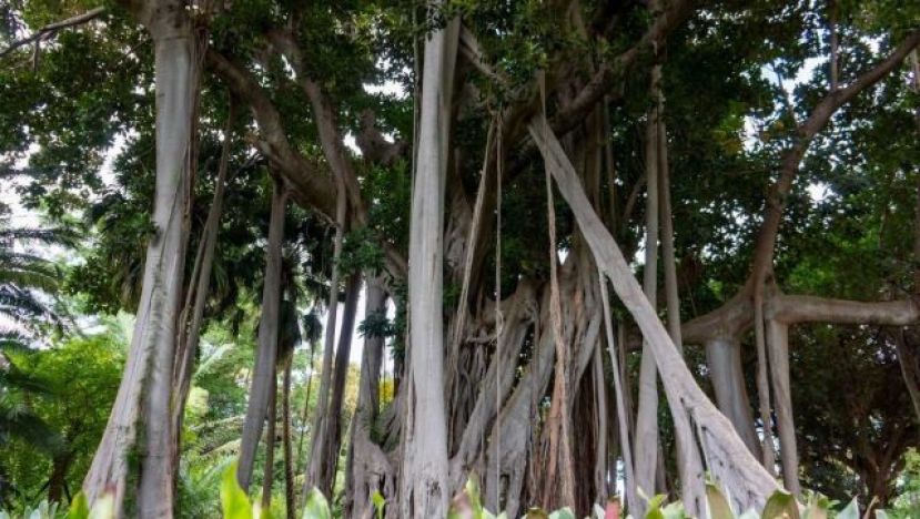 Transici&oacute;n Ecol&oacute;gica prueba un curso online sobre &aacute;rboles y arboledas singulares de Canarias