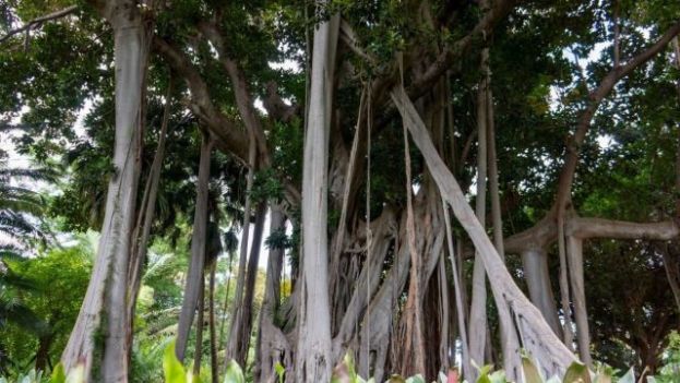 Transici&oacute;n Ecol&oacute;gica prueba un curso online sobre &aacute;rboles y arboledas singulares de Canarias