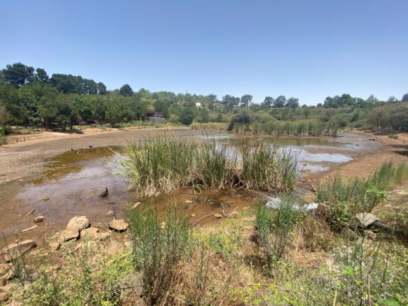 La charca del &Aacute;rea Recreativa de La Laguna de Valleseco ya tiene agua