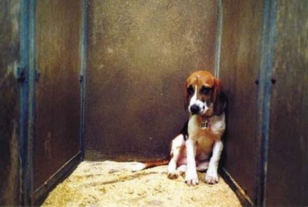 Manifestaci&oacute;n contra la experimentaci&oacute;n animal, organiza &ldquo;Voces Animalistas&rdquo;