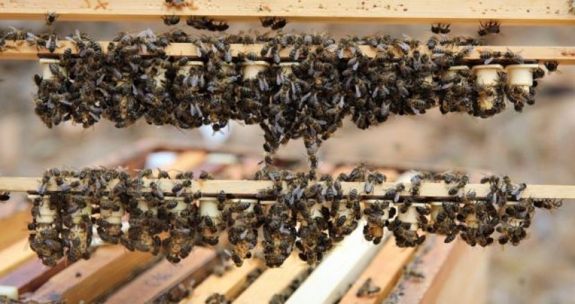El Gobierno canario convoca ayudas para la producci&oacute;n de miel de abeja negra