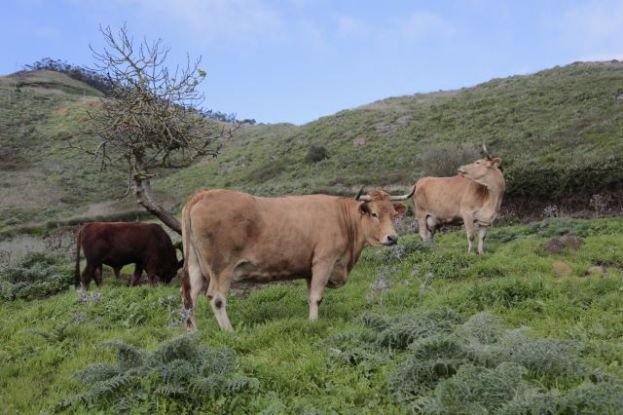El Gobierno canario destina 3,8 millones de euros a la reposici&oacute;n de vacuno y producci&oacute;n de carne fresca