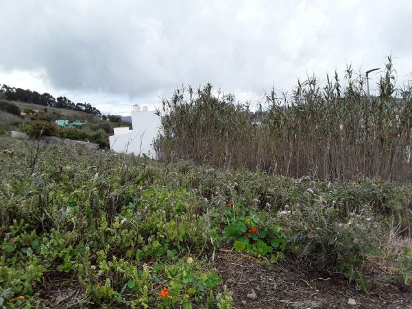 El Cabildo lanza ayudas para desbrozar m&aacute;s de 30 hect&aacute;reas de suelo agr&iacute;cola abandonado en zonas de alto riesgo de incendio de Gran Canaria