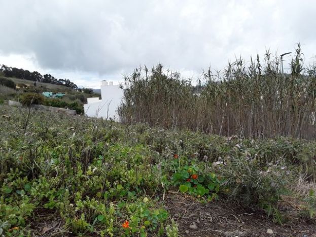 El Cabildo lanza ayudas para desbrozar m&aacute;s de 30 hect&aacute;reas de suelo agr&iacute;cola abandonado en zonas de alto riesgo de incendio de Gran Canaria