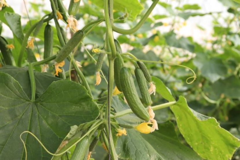 El Gobierno canario destina 5 millones de euros a la comercializaci&oacute;n exterior de productos agr&iacute;colas