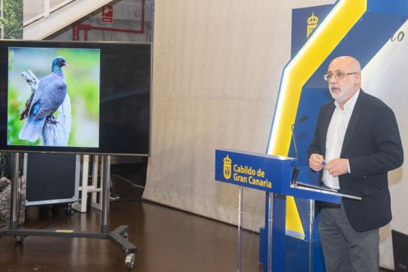 La cr&iacute;a en libertad de la paloma rabiche se duplica en GC tras un siglo desaparecida
