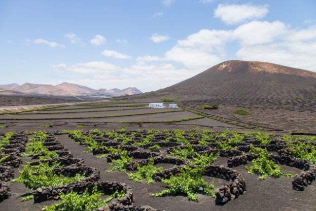 Agricultura convoca ayudas de 3,7 millones al cultivo de la vi&ntilde;a por hect&aacute;rea