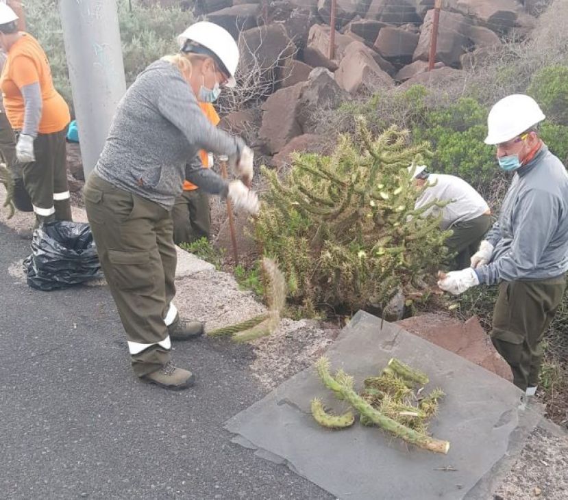 La Gomera: El Cabildo refuerza el control de especies invasoras