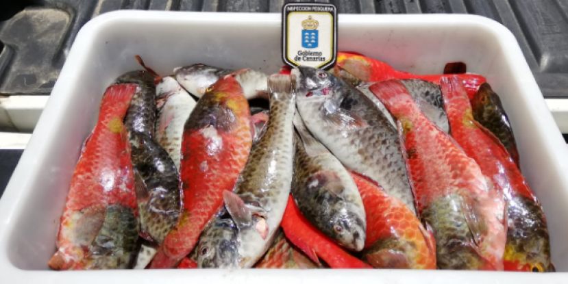 Protocolo para luchar contra la pesca furtiva con Guardia Civil y Polic&iacute;a Canaria
