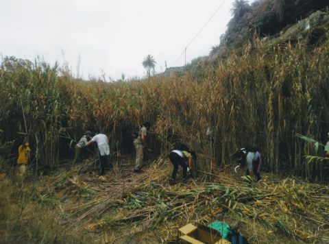 Acci&oacute;n medioambiental y limpieza en el barranco Cardones, en Arucas