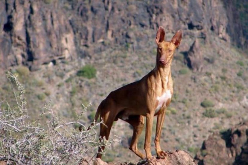 La Gomera: Aprobado el calendario de caza con escopeta a partir del 20 de septiembre