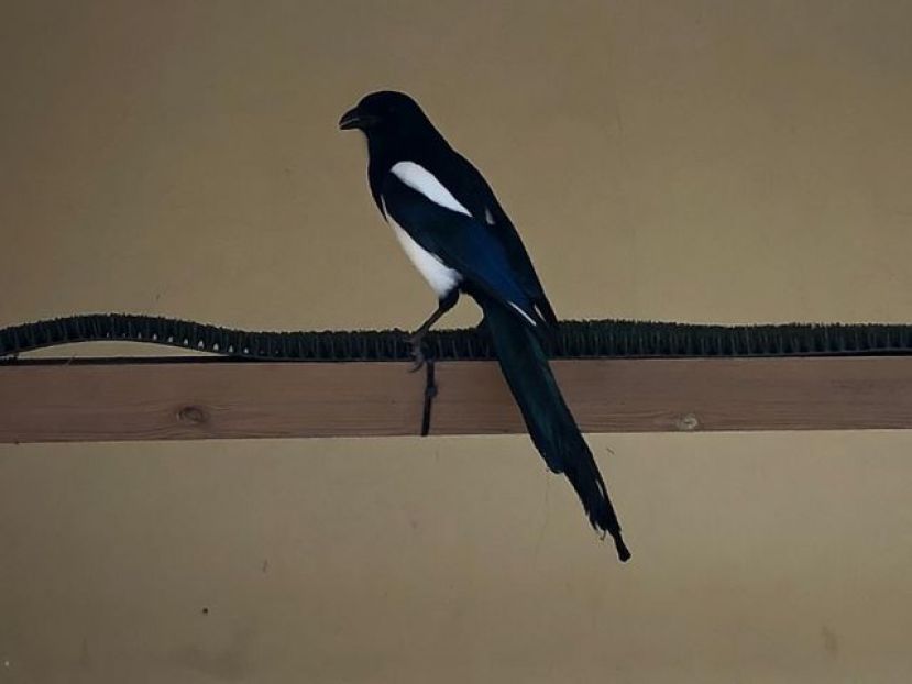 Inusual llegada papamoscas papirrojos, carracas y orop&eacute;ndolas a Gran Canaria